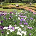 二の丸庭園の写真_1610640