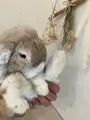 アニマルカフェ Haru-Haru Farmの写真_1619728