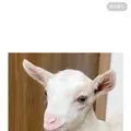 アニマルカフェ Haru-Haru Farmの写真_1619732