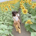 柳川ひまわり園の写真_1621222