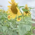 柳川ひまわり園の写真_1621223