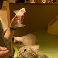 猫カフェ モカラウンジ新宿店の写真_1669884