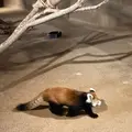 ネオパークオキナワの写真_1732563
