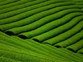 宇治茶の郷　和束の茶畑の写真_175647
