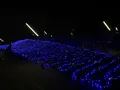 横浜港大さん橋国際客船ターミナル（大さん橋）の写真_1759110