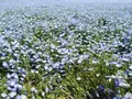 国営ひたち海浜公園の写真_177053