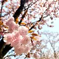 宗堂桜の写真_1805643