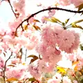 宗堂桜の写真_1805645