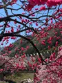 月川温泉の花桃の写真_1814782