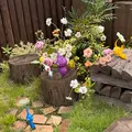 ピクミンテラス in 宮島SAの写真_1879065