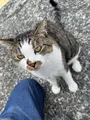 相島の写真_1905394