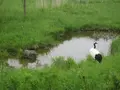 阿寒国際ツルセンターの写真_190915