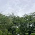 平野神社の写真_1990057