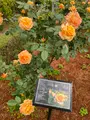 旧古河庭園の写真_1992419