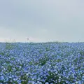 国営ひたち海浜公園の写真_1992501