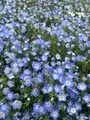 国営ひたち海浜公園の写真_1992502