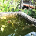 本納寺の写真_207773