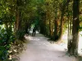 備瀬のフクギ並木の写真_208770