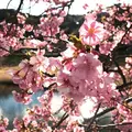 河津川の写真_219021