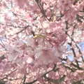 河津川の写真_219022