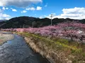 河津川の写真_219023