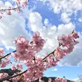河津川の写真_219024