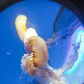 サンシャイン水族館の写真_219469