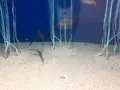 サンシャイン水族館の写真_219471