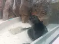 サンシャイン水族館の写真_219473