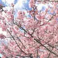 河津川の写真_220427