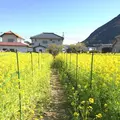 河津川の写真_222598