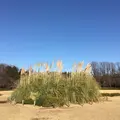 神代植物公園の写真_225963