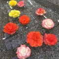 神代植物公園の写真_225965