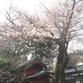 豪徳寺の写真_226400