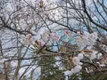 砧公園の写真_226432