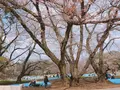 砧公園の写真_226433