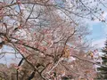 砧公園の写真_226434