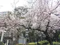 隅田公園の写真_226554