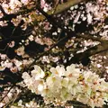 千鳥ヶ淵の写真_226820