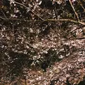 千鳥ヶ淵の写真_226822