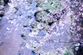 山崎川四季の道の写真_226900
