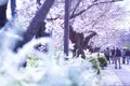 山崎川四季の道の写真_226901