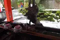 箱根神社の写真_226958