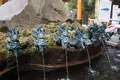 箱根神社の写真_226963