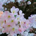 皇居の写真_227185