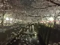 目黒川の桜並木の写真_227228