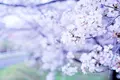 天白川の写真_227549