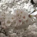 五条川の写真_227651