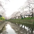 五条川の写真_227652