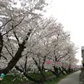 五条川の写真_227653